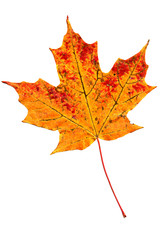 Autumn leaf of maple isolated on white.