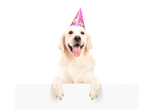 Labrador retriever with party hat posing on a panel