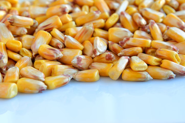 Corn seeds isolated