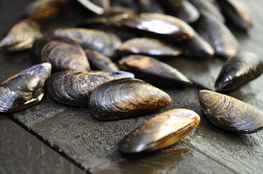 Miesmuscheln
