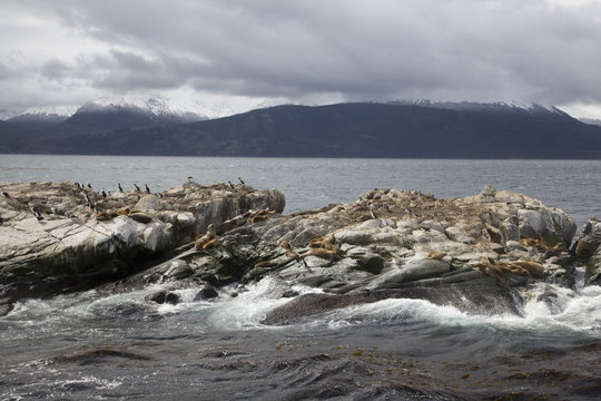 Sea lions & Cormorants, Tierra Del Fuego, Ushuaia, Argentina