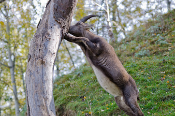 Stambecco delle Alpi - Capra ibex