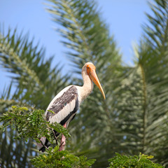 Pelican on top of a palm tree