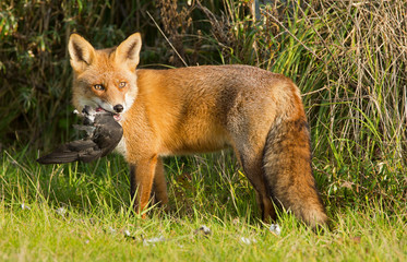 Red Fox standing in the dunes with his prey.