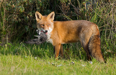 Red Fox standing in the dunes with his prey.