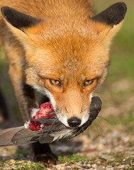 Obraz premium Red fox holding his prey