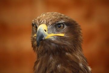 a striking golden eagle