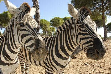 zebra