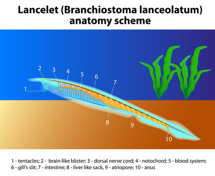 Branchiostoma lanceolatum anatomy scheme