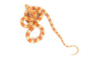 Baby Corn Snake