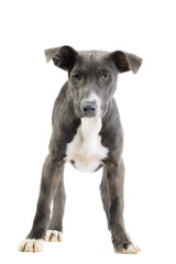 Hound/pitbull/weimaraner mix puppy