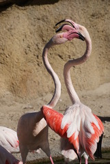 Fight of the Greater Flamingo - Phoenicopterus roseus