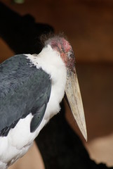 Marabou Stork - Leptoptilos crumeniferus