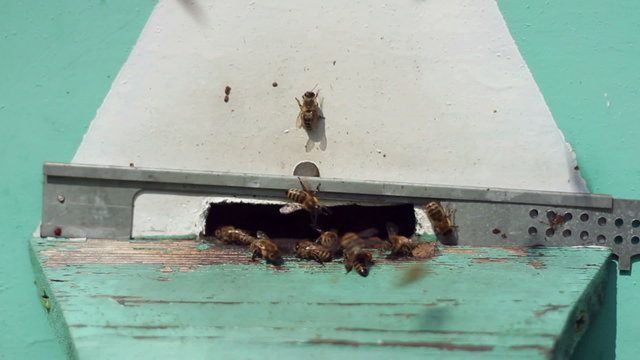 Group of honeybees flying into a beehive, closeup
