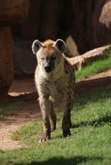 Fototapeta premium Spotted Hyena - Crocuta crocuta
