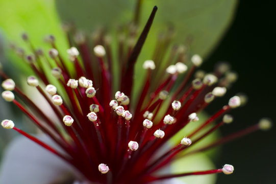 Guava tree flower