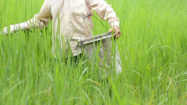farmer is fertilizing for green jasmine rice
