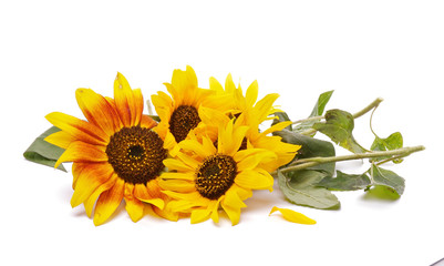 Obraz premium Bunch of Perfect Sunflowers