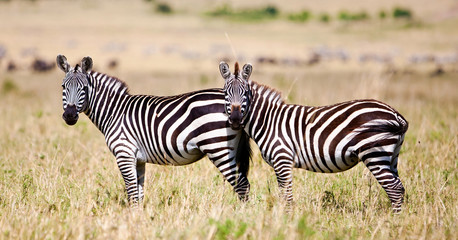 Fototapeta na wymiar Zebry Plains (Equus Quagga) na Savannah, Masajowie Mara, Kenia