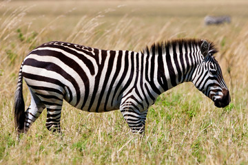 Fototapeta na wymiar Plains Zebra na Savannah, Masajowie Mara, Kenia