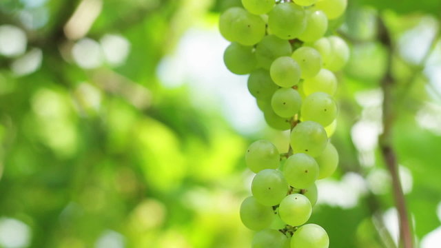 Green grapes on vine