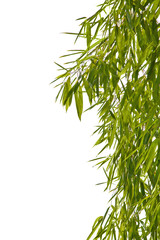 Naklejka premium green bamboo foliage isolated on white