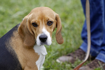 Beagle