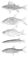 set of fish sketches isolated on white