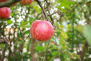 Red Apple in a Tree