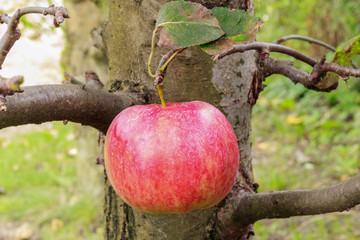 Red Apple in a Tree