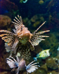 Lionfish (Pterois volitans)