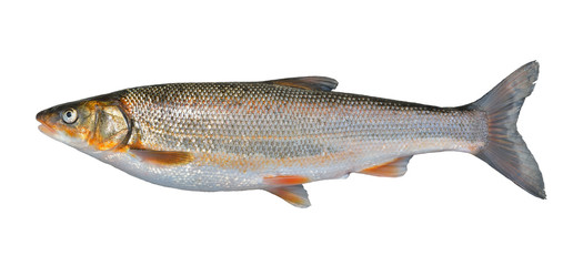 Fish (Leuciscus brandti) 3