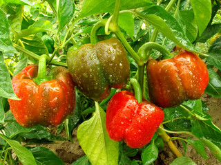 bell pepper plant with ripening fruits