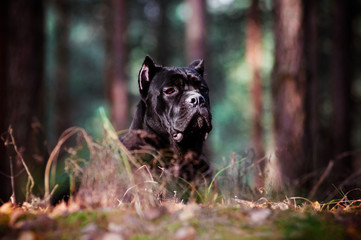 cane corso dog portrait in the forest