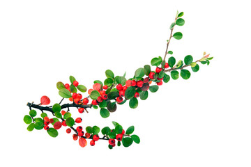 Cotoneaster Horizontalis branch isolated on white background