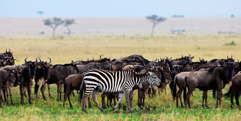 Fototapeta na wymiar Zebry i gnu, Masajowie Mara National Park, Kenia