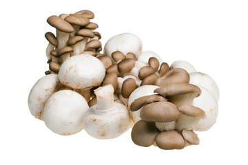 mushrooms isolated on white