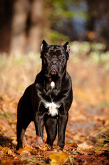 cane corso dog autumn portrait