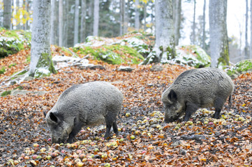 Wildschweine Wintereinbruch