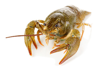 Alive crayfish isolated on white close-up