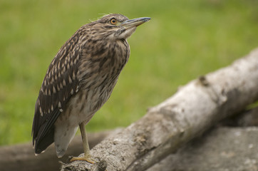 Great Bittern