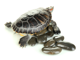 red ear turtle isolated on white