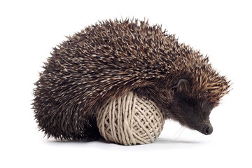 Obraz premium hedgehog
