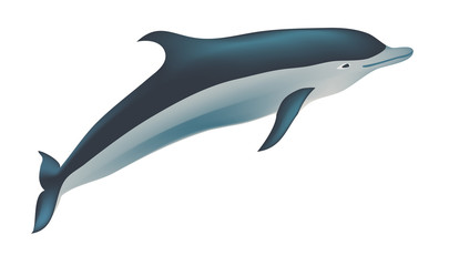 Dolphin vector illustration, isolated on white
