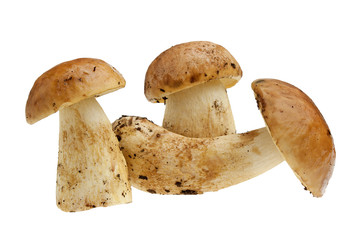 Funghi