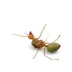 Dead Ant