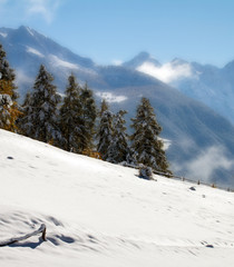 autumn - winter