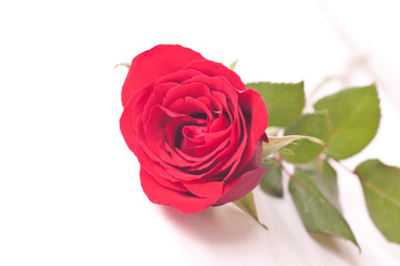 Red rose on a bed