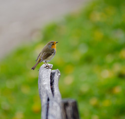 Pettirosso - Erithacus rubecula
