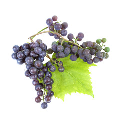 Red grape with leaves